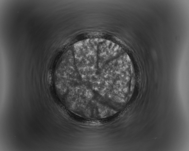 X0000082990715200703020844