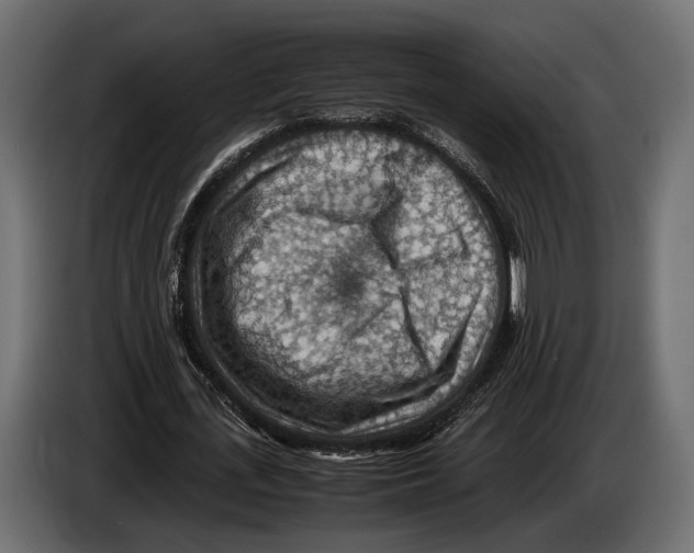 X0000082990723200703020843