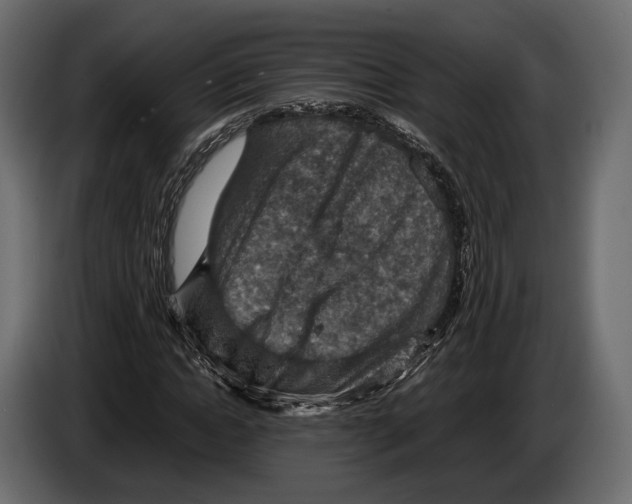 X0000082990822200703020842