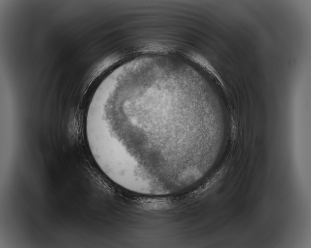 X0000082990874200703020842