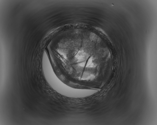 X0000082990919200703020841