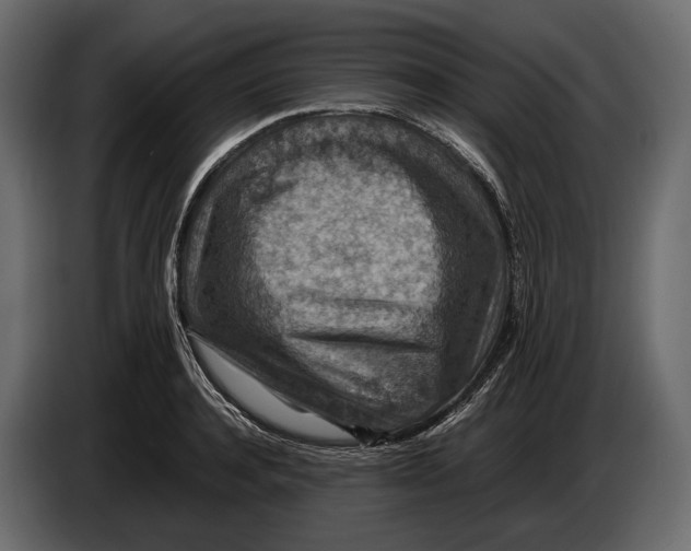 X0000082990944200703020841