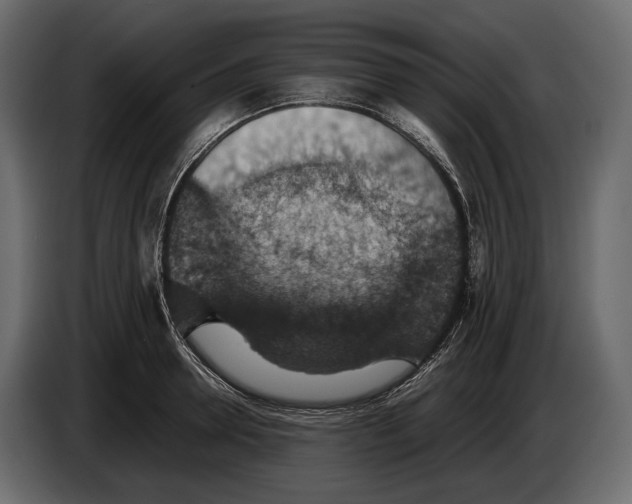 X0000082990946200703020841