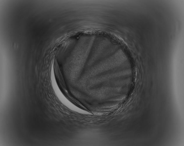 X0000082990965200703020841