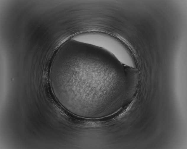 X0000082990977200703020841