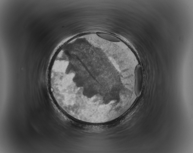 X0000082990995200703020841