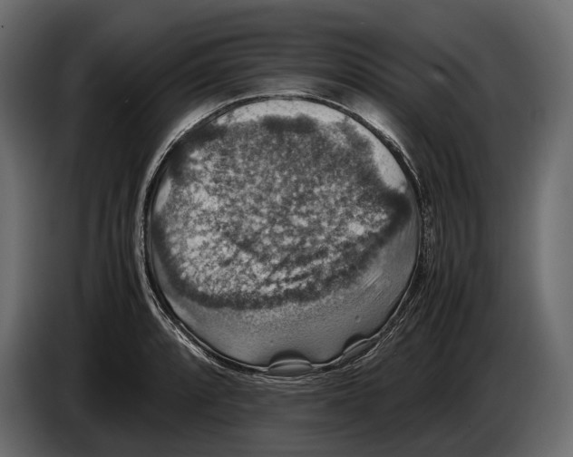 X0000082991088200703020839