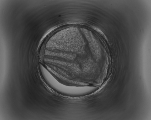 X0000082991114200703020839