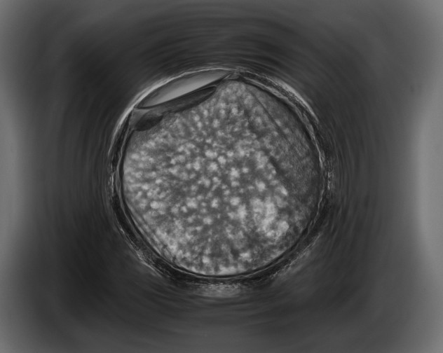 X0000082991117200703020839