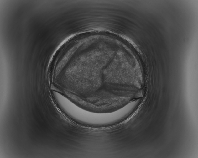 X0000082991118200703020839