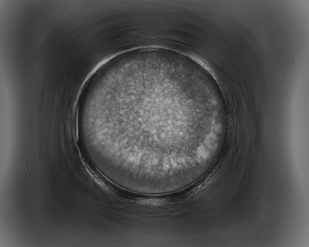 X0000082991127200703020839