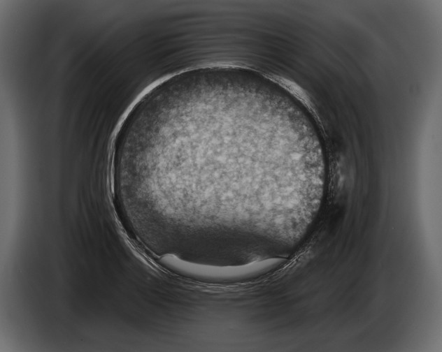 X0000082991132200703020839