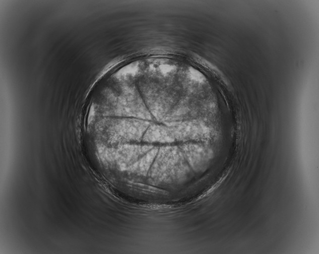 X0000082991170200703020838