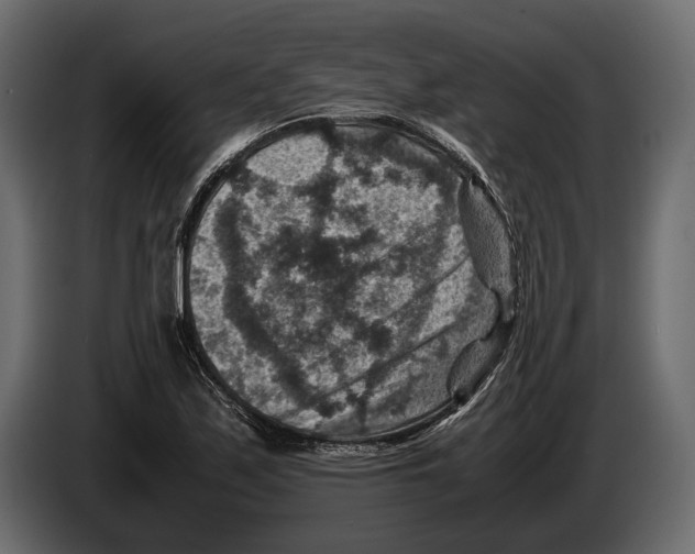 X0000082991171200703020838