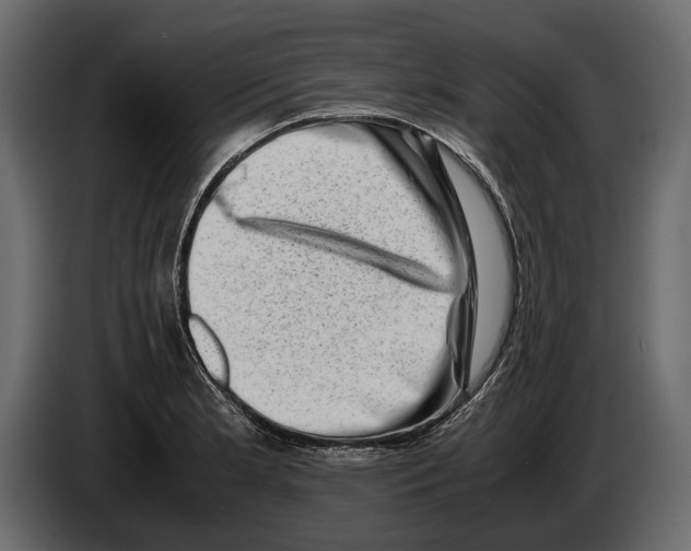 X0000082991181200703020838