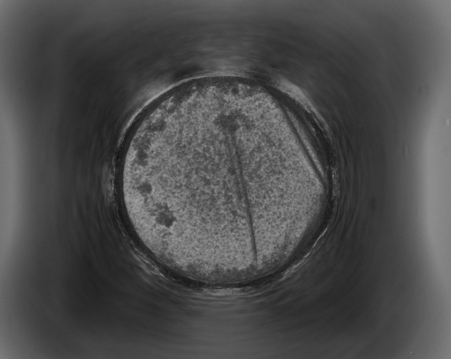 X0000082991260200703020837