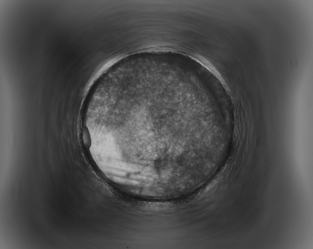 X0000082991277200703020837