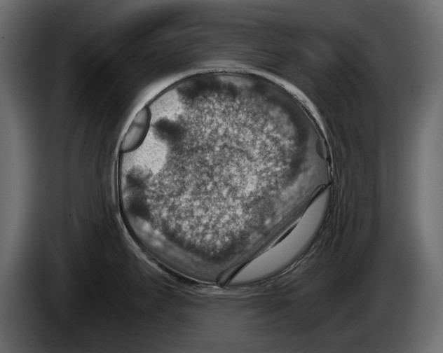 X0000082991295200703020837