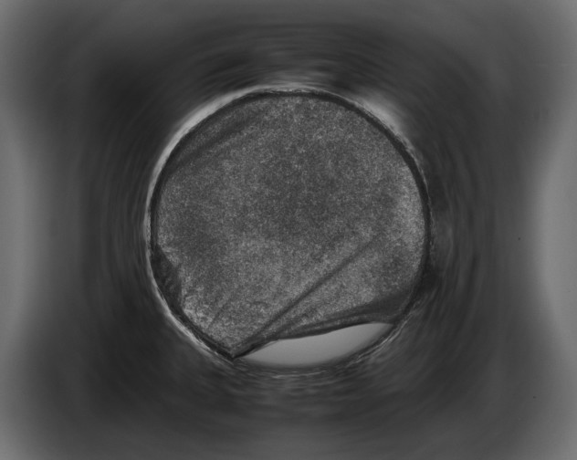 X0000082991335200703020836