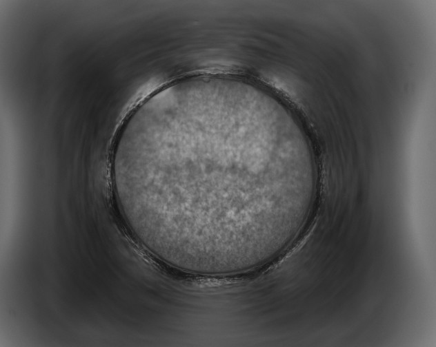 X0000082991362200703020836