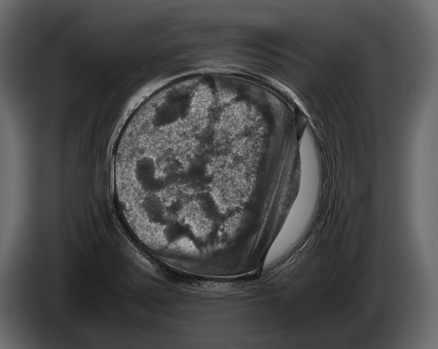 X0000082991371200703020835