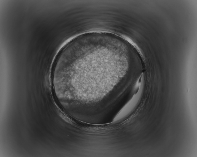 X0000082991372200703020835