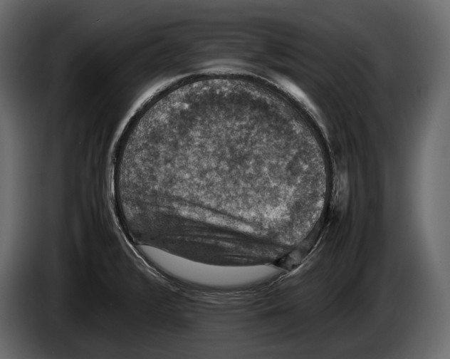 X0000082991376200703020835