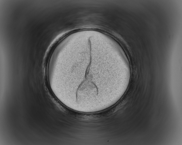 X0000082991416200703020835