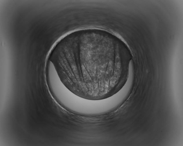 X0000082991508200703020834