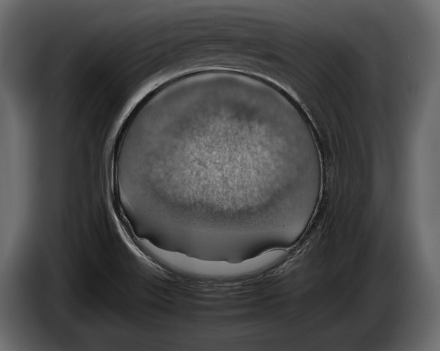 X0000082991515200703020834