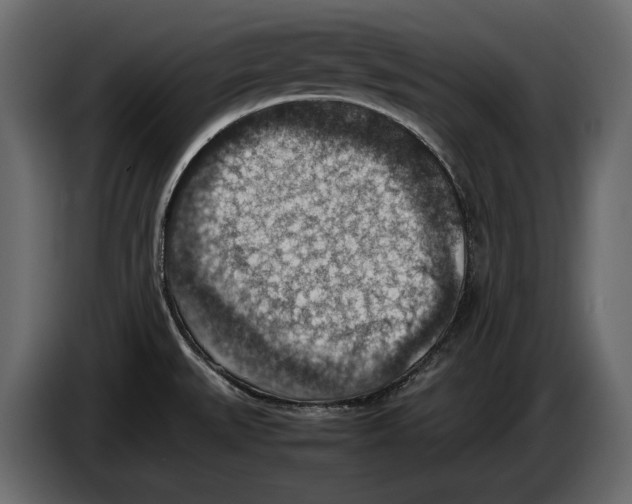 X0000082991527200703020834