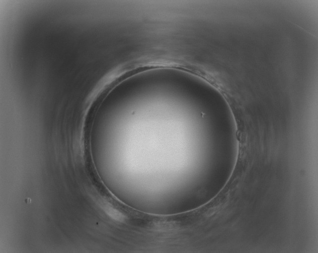 X0000083000296200702081907