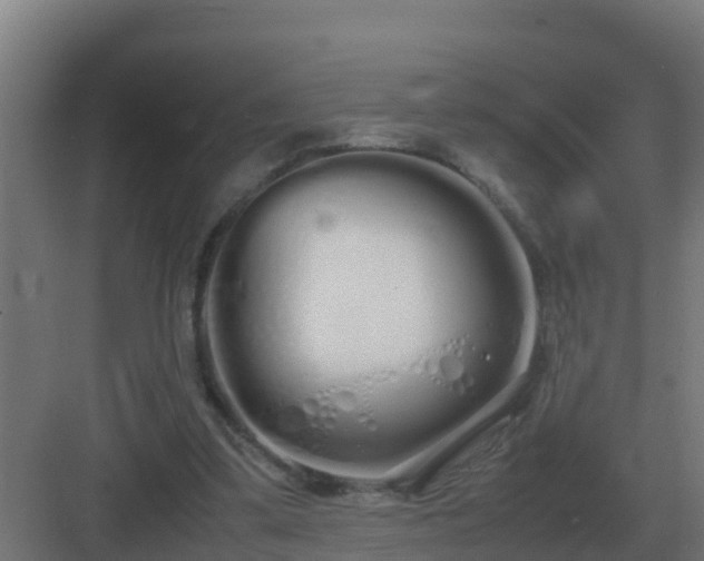 X0000083000299200702081907