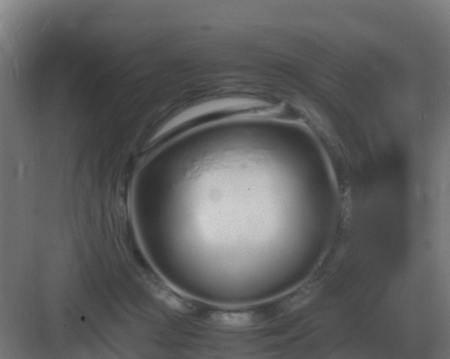 X0000083000361200702081906