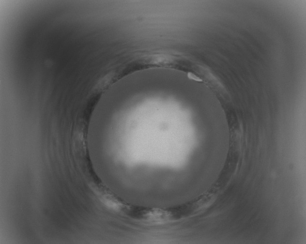 X0000083000415200702081905