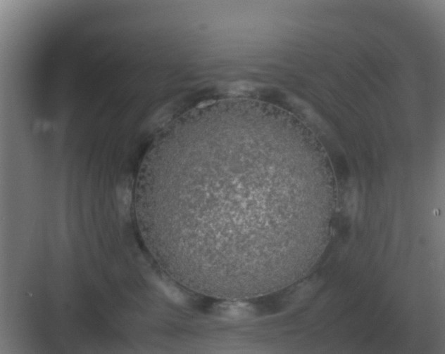 X0000083000427200702081905