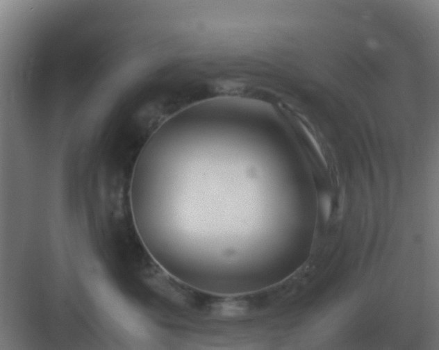 X0000083000525200702081904