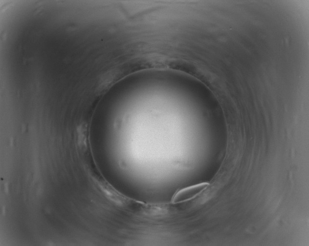 X0000083000768200702081900