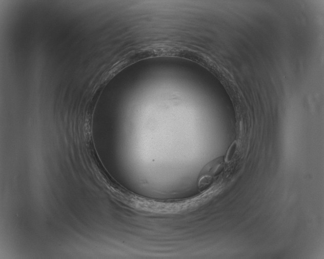 X0000083000048200702160100