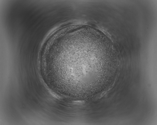 X0000083000053200702160100