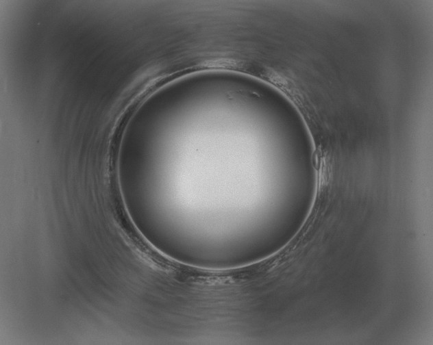 X0000083000243200702160056