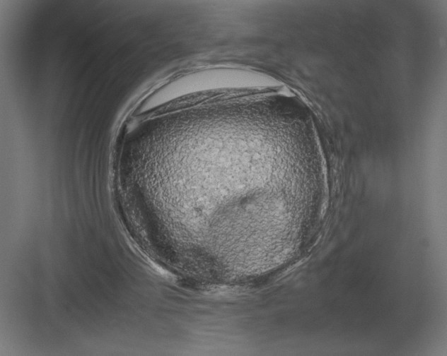 X0000083000293200702160056