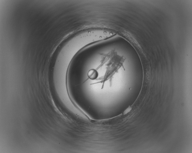 X0000083000534200702160052