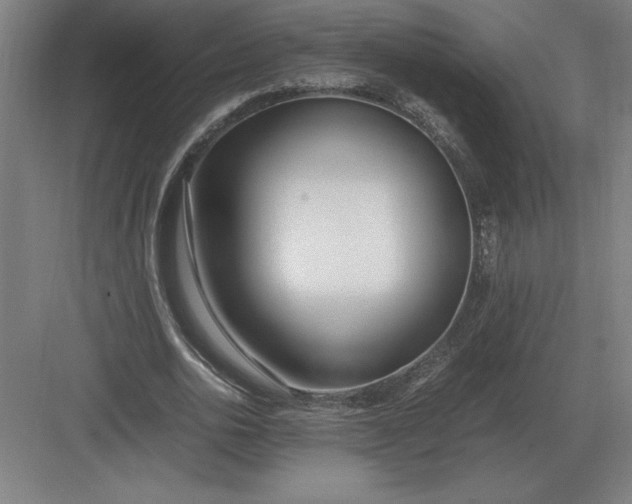 X0000083000726200702160048