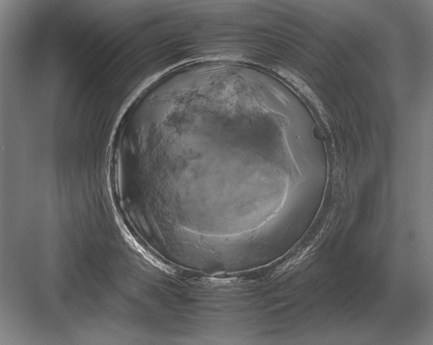 X0000083000941200702160046