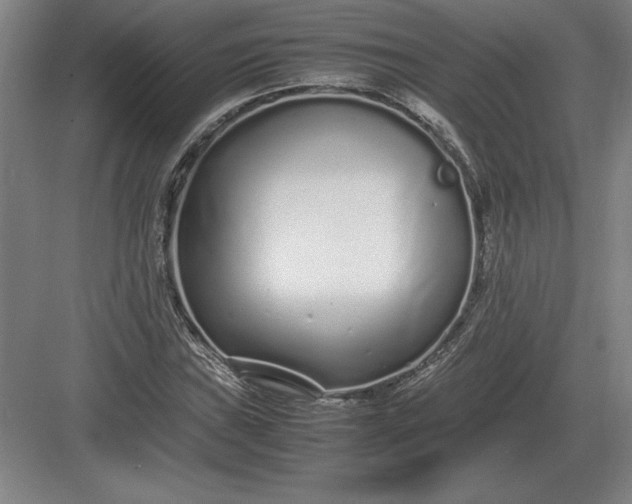 X0000083001019200702160044