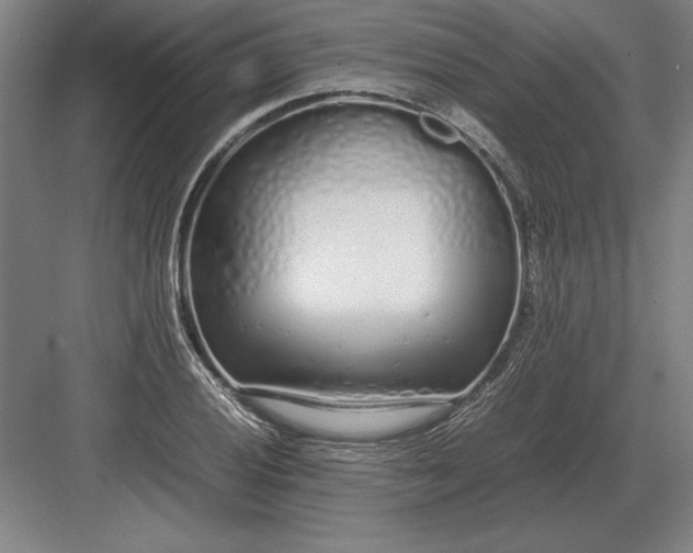 X0000083001028200702160044