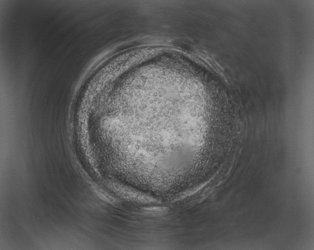 X0000083000053200702230137