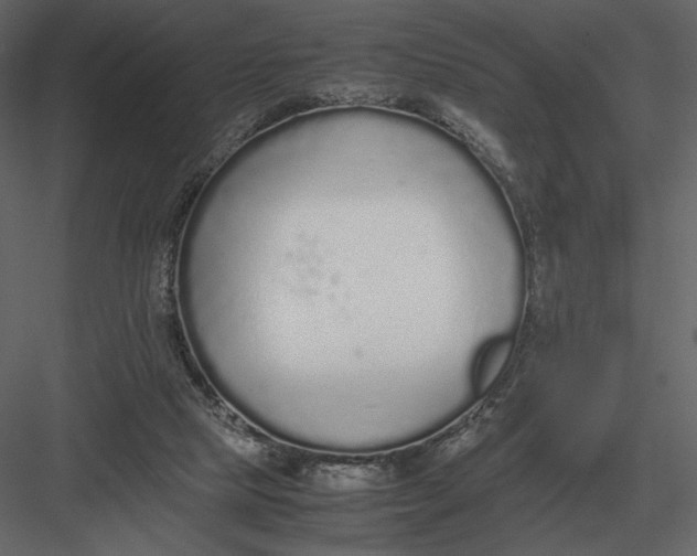 X0000083000065200702230137