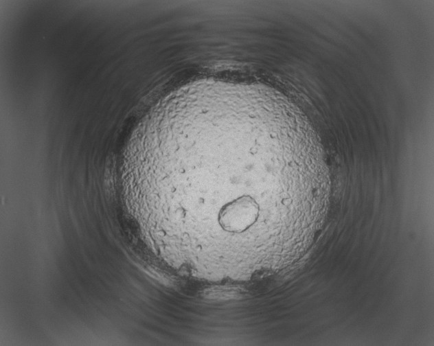 X0000083000179200702230136